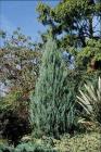 Juniperus Sp.